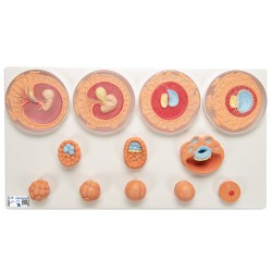 Ontwikkeling van de Embryo Model Ontwikkeling van de Embryo Model