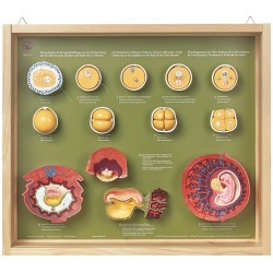Ontwikkeling Embryo na 1 Maand, 13-delig Ontwikkeling Embryo na 1 Maand, 13-delig