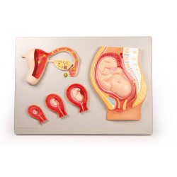 Ontwikkeling Foetus Model Ontwikkeling Foetus Model