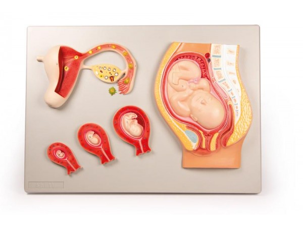 Ontwikkeling Foetus Model