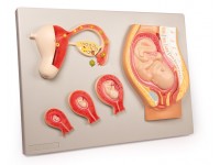 Ontwikkeling Foetus Model