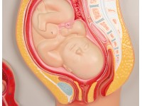 Ontwikkeling Foetus Model