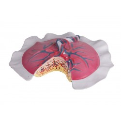 Bloedsomloop Placenta Model Bloedsomloop Placenta Model