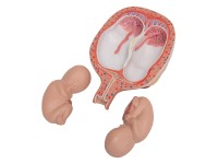 Tweeling foetus model maand 5