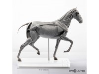 Anatomisch Model Paard Deluxe