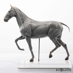 Anatomisch Model Paard Deluxe