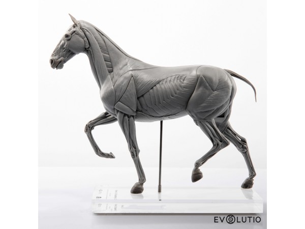 Anatomisch Model Paard Deluxe