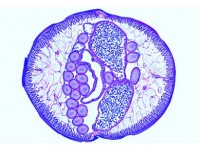 Ascaris megalocephala Embryologie Preparatenset