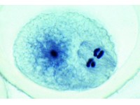 Ascaris megalocephala Embryologie Preparatenset
