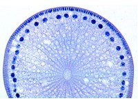 Ascaris megalocephala Embryologie Preparatenset