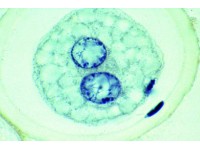 Ascaris megalocephala Embryologie Preparatenset