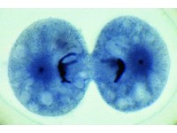 Ascaris megalocephala Embryologie Preparatenset