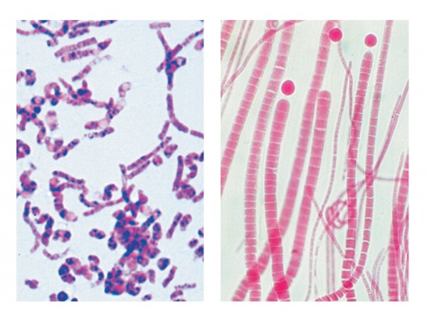 Bacteria Onderwijspakket