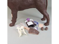 Gynaecologische Trainingshond Bella