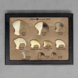 Katachtigen Klauwen Set (10 stuks)