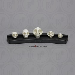 Kleine Primaten Schedel Set (5 stuks)