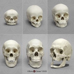 Menselijke Schedel Ontwikkellingsset