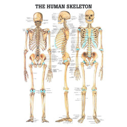 Anatomie Poster Skelet Gelamineerd, 70 x 100 cm