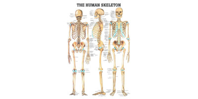 Anatomie Poster Skelet Gelamineerd, 70 x 100 cm