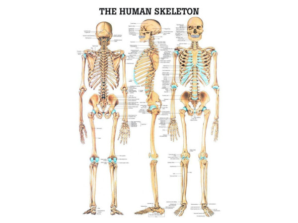 Anatomie Poster Skelet Gelamineerd, 70 x 100 cm