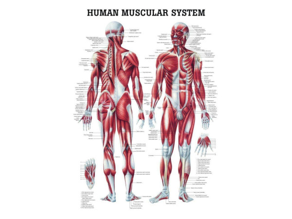 Anatomie Poster Spieren Gelamineerd, 70 x 100 cm Anatomie Poster Spieren Gelamineerd, 70 x 100 cm