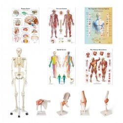 Anatomie Set Fysio en Arts