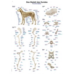 Anatomie Poster Hond Skelet, 50 x 70 cm, Papier