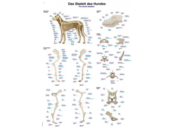 Anatomie Poster Hond Skelet, 50 x 70 cm, Papier