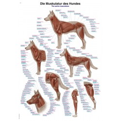 Anatomie Poster Hond Spieren, 50 x 70 cm, Papier
