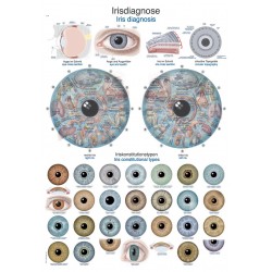 Anatomie Poster Irisdiagnose