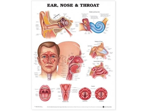 Anatomie Poster Keel, Neus en Oor