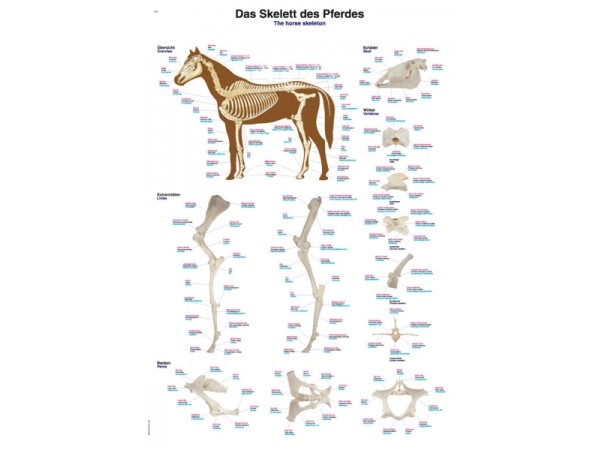 Anatomie Poster Paard Skelet, 50 x 70 cm, Papier