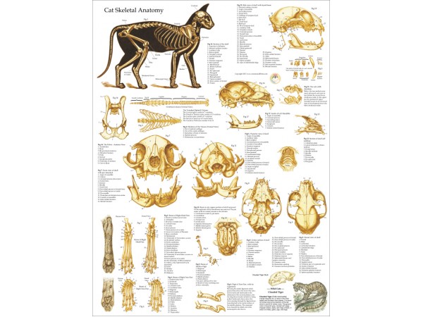 Anatomie Poster Skelet Kat