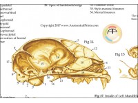 Anatomie Poster Skelet Kat