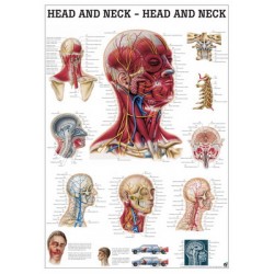 Anatomie Poster Hoofd en Nek Gelamineerd Anatomie Poster Hoofd en Nek Gelamineerd