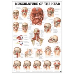 Spierenposter Hoofd