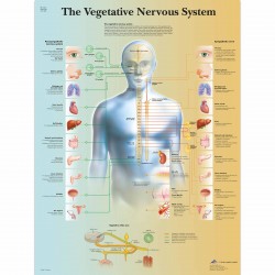 Anatomie Poster Vegetatief Zenuwstelsel, gelamineerd Anatomie Poster Vegetatief Zenuwstelsel, gelamineerd