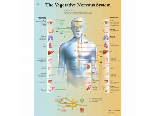Anatomie Poster Vegetatief Zenuwstelsel, gelamineerd