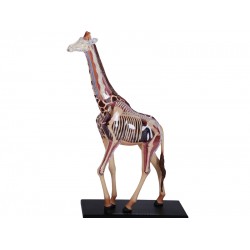 4D Giraffe Model, 27-delig, 36 cm