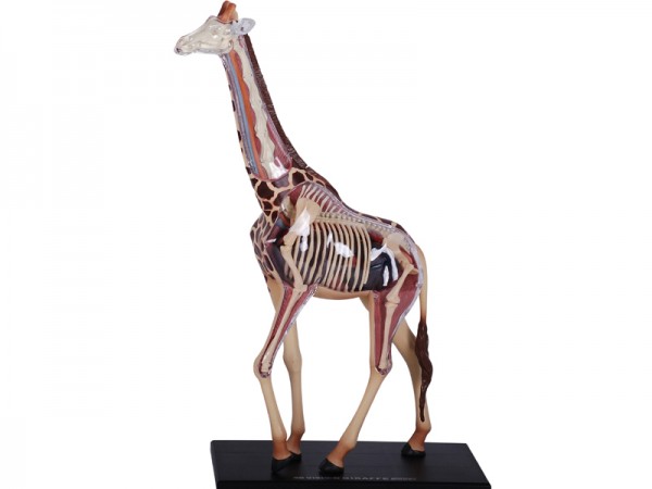 4D Giraffe Model, 27-delig, 36 cm