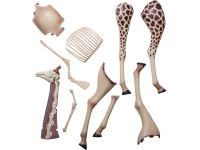 4D Giraffe Model, 27-delig, 36 cm