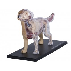 4D Golden Retriever Model, 30-delig, 21 cm 4D Golden Retriever Model, 30-delig, 21 cm