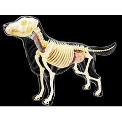 4D Hond Model Transparant, 30-delig, 20 cm 4D Hond Model Transparant, 30-delig, 20 cm