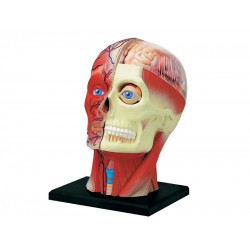 4D Hoofd Model, 14-delig, 12 cm 4D Hoofd Model, 14-delig, 12 cm