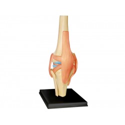 4D Knie Model, 23-delig, 16 cm 4D Knie Model, 23-delig, 16 cm