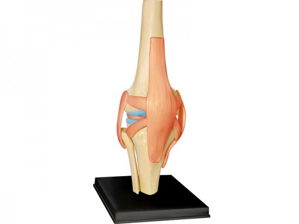 4D Knie Model, 23-delig, 16 cm