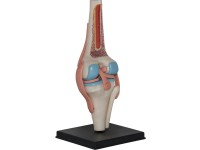 4D Knie Model, 23-delig, 16 cm