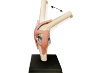 4D Knie Model, 23-delig, 16 cm