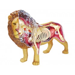 4D Leeuw Model, 29-delig, 30 cm