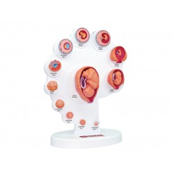 4D Ontwikkeling Embryo Model, 21-delig, 28 cm